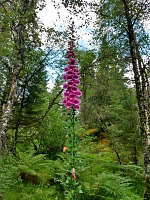 Kossdalen: many magnificent violet foxglove plants beckoned us on our way.