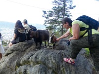 Fløyen: you are a very pretty goat indeed.