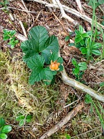 Fløyen: unripe cloudberry.