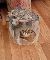 Jediným dítětem v naší domácnosti je teď Dante.