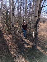 Cestička vede osikami.