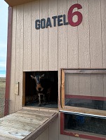 Kozenky ani netušily, že nám hrozila evakuace goatelu.