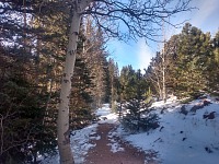 V půlce ledna mírně nasněžilo - ale ne natolik, aby byl sníh pod stromy.