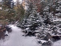 V lese to vypadá trochu nadějněji.