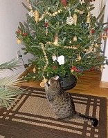 Dante se ke stromečku chovala docela hezky.