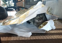 Nejúspěšnější dárek.