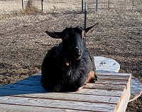Licky keeps laying about more lately, perhaps arthritic joints really hurt her.