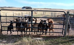 Goat pecking order is complicated, but everybody rushes for a treat.