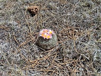 Little cacti usually bloom in mid-May, on Mother's Day. This year we found them early in April.