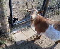 Ozzy asks, what kind of strange goat is behind the fence.