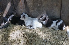 Lékorka se narodila Pixie - ta je úplně vlevo - pojmenování Lékorka, Marshmallow a Oreo dávají smysl, když se podíváte na vybarvení kůzlat. Lékorka se narodila Pixie - ta je úplně vlevo - pojmenování Lékorka, Marshmallow a Oreo dávají smysl, když se podíváte na vybarvení kůzlat.