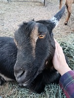 Na konci už šetřila celé tělo a ztěžka se zvedala. Na konci už šetřila celé tělo a ztěžka se zvedala.