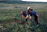 Jediný ostrůvek berries v Norsku