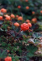 Zelenina