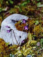 Zelenina