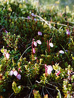 Zelenina