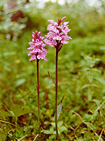 Zelenina