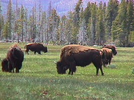 Yellowstone: last free herds of bisons