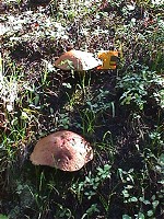 Largest of the mushrooms