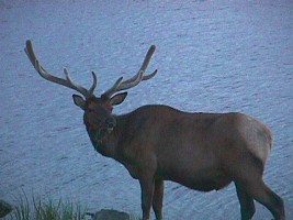 Yellowstone: face to face with an elk