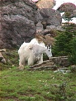 Glacier N.P., MT: Mountain goat