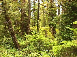 Rainforest on Washington coast