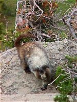 Glacier N.P., MT: A marmot